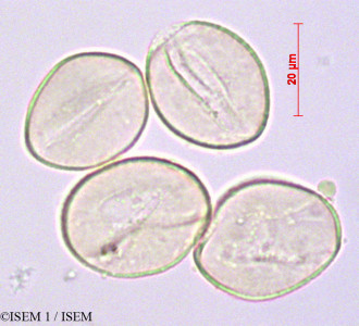 ISEM 1/Isidrogalvia_falcata_29109/Isidrogalvia_falcata_29109_0001(copy)_thumb.jpg